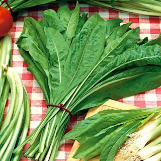 Cykoria liściowa Biondissima Di Trieste