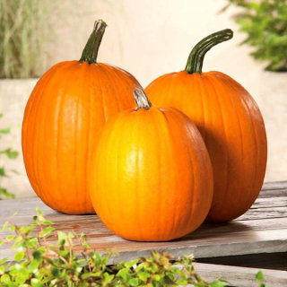 Dynia olbrzymia Racer - wczesna