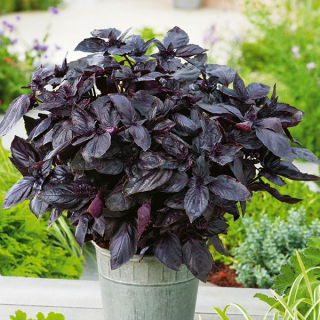 Bazylia Dark Opal - czerwona