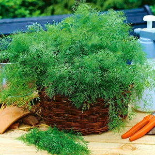 Koper ogrodowy Hanak - wczesny - 500 g