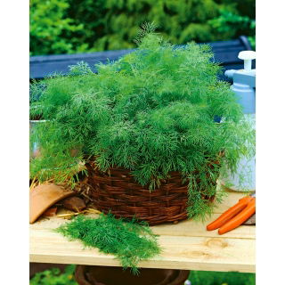 Koper ogrodowy Hanak - wczesny - 500 g