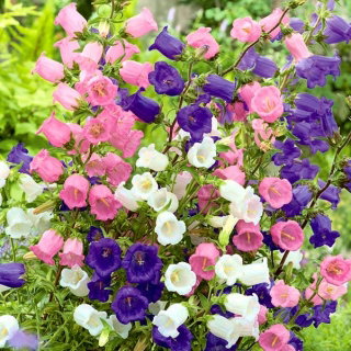 Dzwonek ogrodowy Medium - mieszany