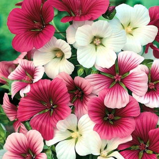 Malope - mieszanka