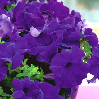 Petunia ogrodowa Nokturn - granatowa