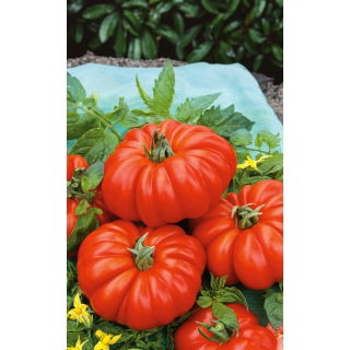 Pomidor Costoluto fiorentino - gruntowy, mocno żebrowany