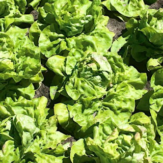 Sałata Ismina - wczesna, jasnozielona, bardzo smaczna