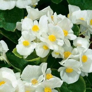 Begonia Barbara - stale kwitnąca, biała, odmiana zielonolistna