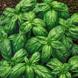 Bazylia pospolita typ Genovese - 50 g