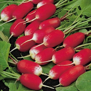 Rzodkiewka Esmeralda F1 - podłużna z białym końcem