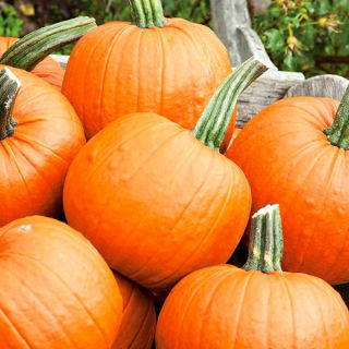 BIO Dynia zwyczajna Jack O' Lantern - Certyfikowane nasiona ekologiczne
