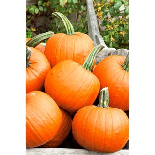 BIO Dynia zwyczajna Jack O' Lantern - Certyfikowane nasiona ekologiczne