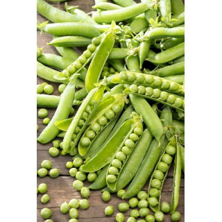 Groch Sześciotygodniowy - siewny, łuskowy - 1 kg