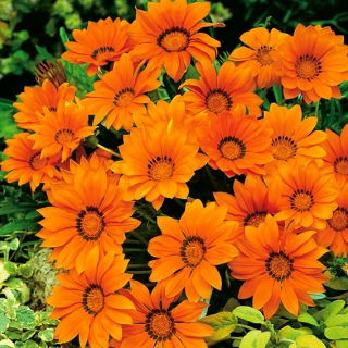 Gazania Orange With Ring