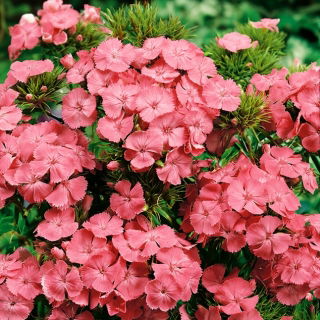 Goździk brodaty Newport Pink - łososioworóżowy