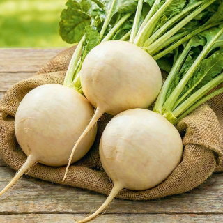 Burak ćwikłowy Śnieżna Kula - odmiana o białym korzeniu