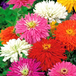Cynia wytworna chryzantemowa - mieszanka