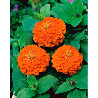 Cynia wytworna daliowa Orange King