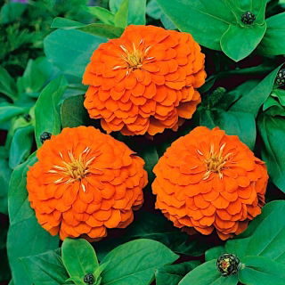 Cynia wytworna daliowa Orange King