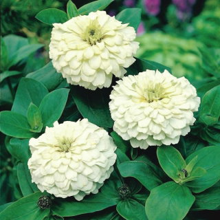 Cynia wytworna karłowa Liliputek - biała