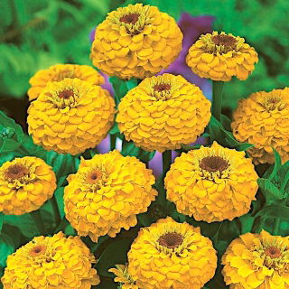 Cynia wytworna Liliput Golden Gem - żółta
