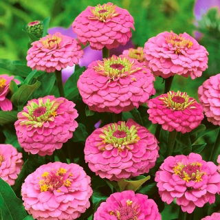 Cynia wytworna Liliput Rose Gem - różowa