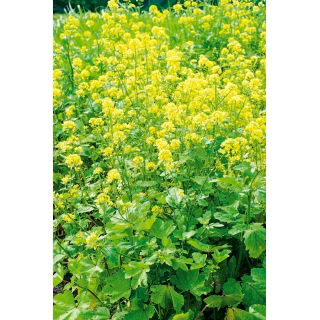 Gorczyca biała konsumpcyjna - 1 kg
