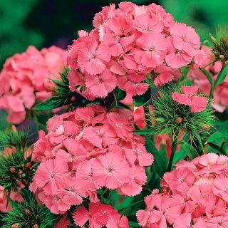 Goździk brodaty Newport Pink - łososioworóżowy