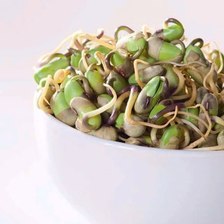 Nasiona na kiełki - Soja