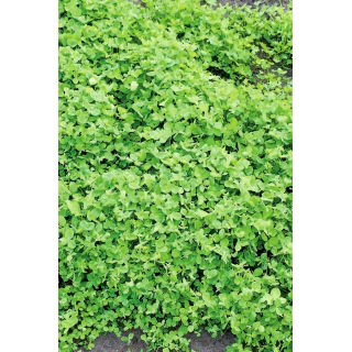 Koniczyna białoróżowa (szwedzka) Aurora - 1 kg