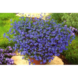 Lobelia zwisła szafirowoniebieska