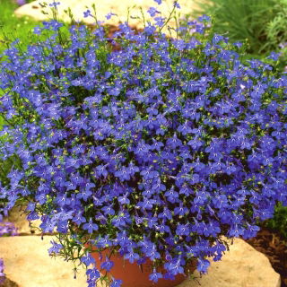 Lobelia zwisła szafirowoniebieska