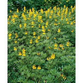 Łubin żółty - idealny na poplon - 500 gram