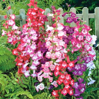 Penstemon