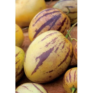 Pepino