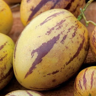Pepino