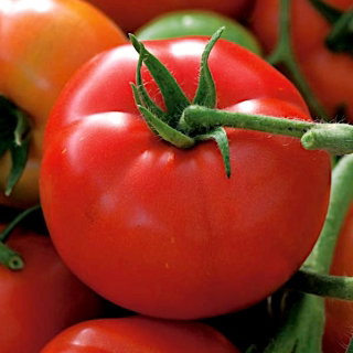 Pomidor Batory F1 - gruntowy, karłowy