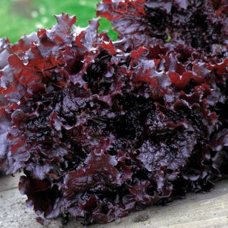 Sałata Apache - liściowa, bardzo ozdobna, słodka i ostra w smaku jednocześnie