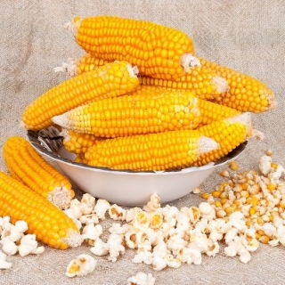 Kukurydza pękająca Dobosz - popcorn