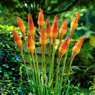 Kniphofia uvaria - sadzonka