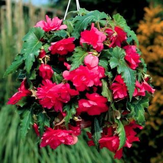 Begonia zwisająca - różowa - 2 szt.