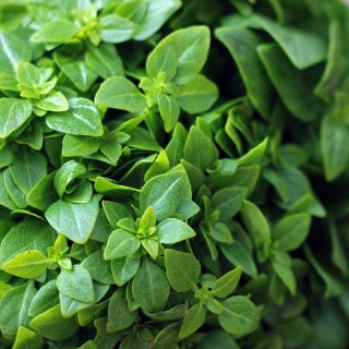 Bazylia drobnolistna