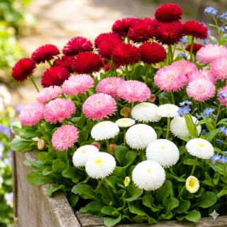 Stokrotka pomponette różowa, czerwona i biała - zestaw 3 odmian nasion