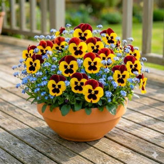 Bratek wielkokwiatowy + niezapominajka niebieska - zestaw 2 gatunków nasion kwiatów