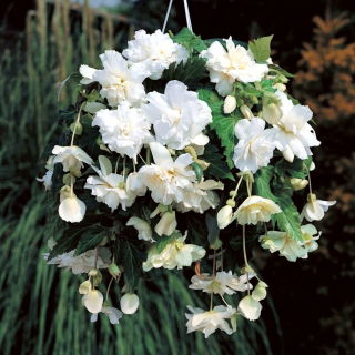 Begonia zwisająca - biała - 2 szt.