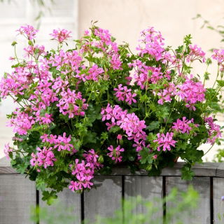 Pelargonia bluszczolistna Fuchsia F1 - fioletowa