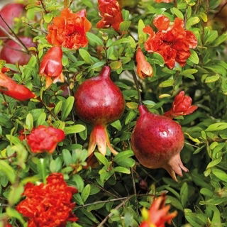 Granat niski