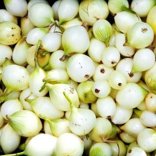 Cebula dymka - mix - 4 x 1 kg