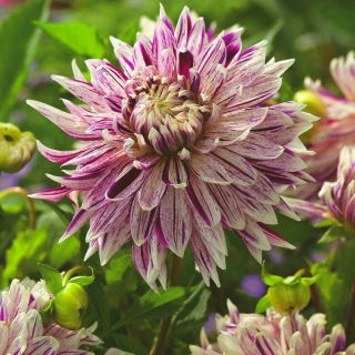 Dalia - Avignon - kwiaty XL