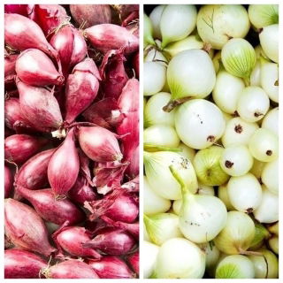 Cebula dymka - biała + czerwona - 2 x 5 kg