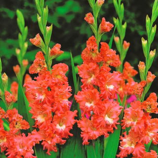 Mieczyk Frizzled Coral Lace - 5 szt.